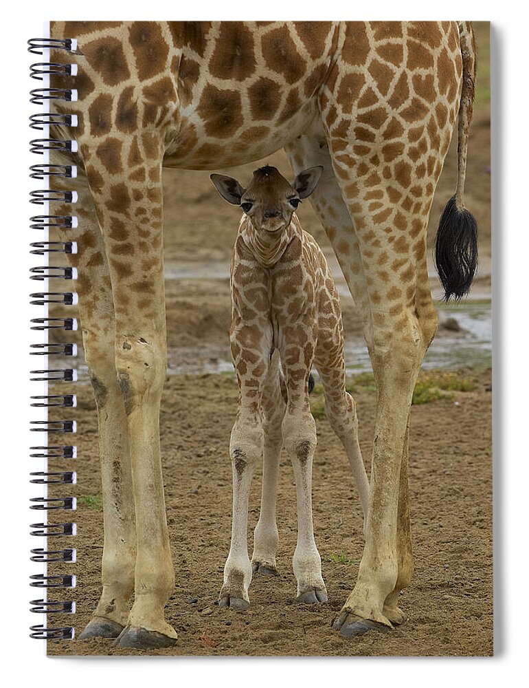 Feb0514 Spiral Notebook featuring the photograph Rothschild Giraffe Calf Hiding by San Diego Zoo