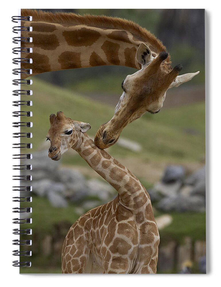 Feb0514 Spiral Notebook featuring the photograph Rothschild Giraffe Mother Nuzzling Calf by San Diego Zoo