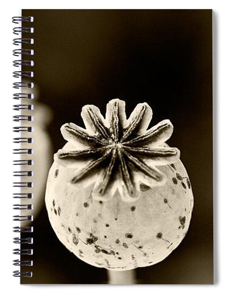 Botanical Spiral Notebook featuring the photograph Round Hendecagon by Melinda Ledsome