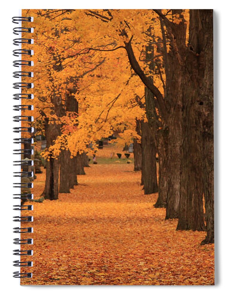 Autumn Foliage New England Spiral Notebook featuring the photograph Rows of Maples in orange by Jeff Folger