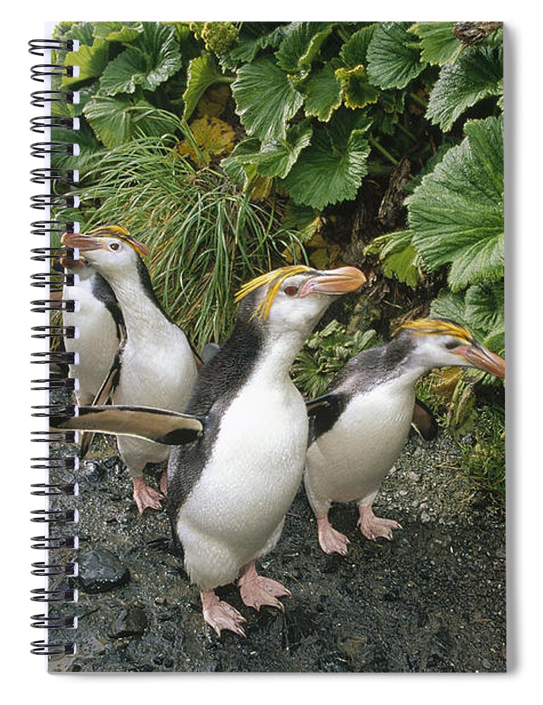 Feb0514 Spiral Notebook featuring the photograph Royal Penguin Group Walking To Colony by Tui De Roy