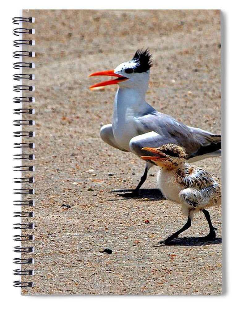 Bird Spiral Notebook featuring the photograph Royal Tern with Chick by Ludwig Keck
