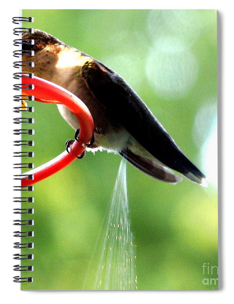 Ruby Throated Hummingbirds Spiral Notebook featuring the photograph Ruby-Throated Hummingbird pooping by Rose Santuci-Sofranko