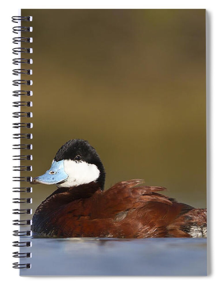 Duck Spiral Notebook featuring the photograph Ruddy Duck by Bryan Keil