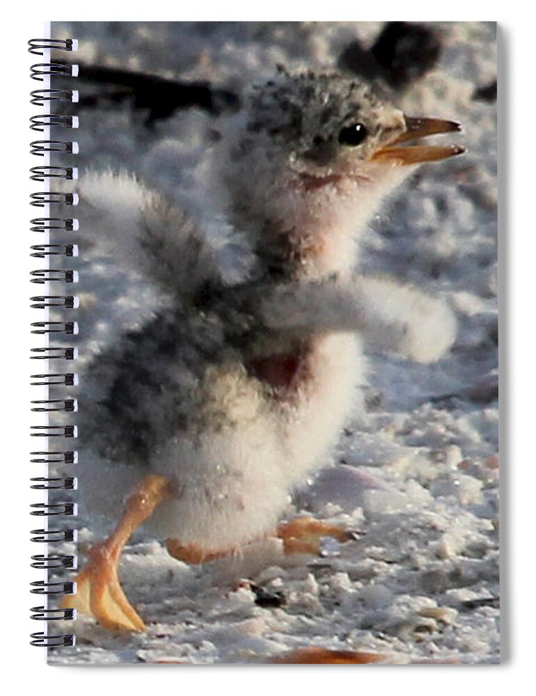 Least Tern Spiral Notebook featuring the photograph Running Free - Least Tern by Meg Rousher