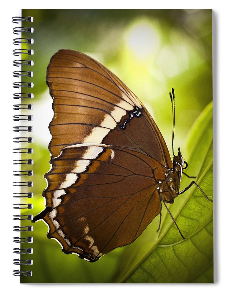 Florida Spiral Notebook featuring the photograph Rusty Tip Butterfly by Bradley R Youngberg