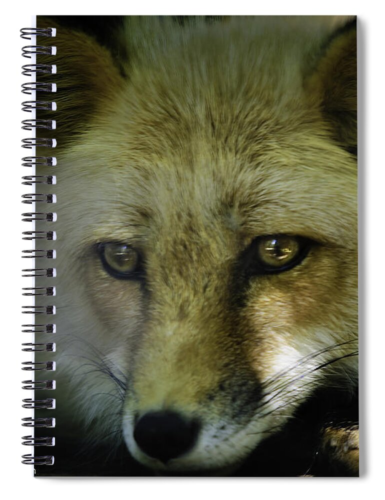 Fox Spiral Notebook featuring the photograph Sad red fox missed his prey by LeeAnn McLaneGoetz McLaneGoetzStudioLLCcom