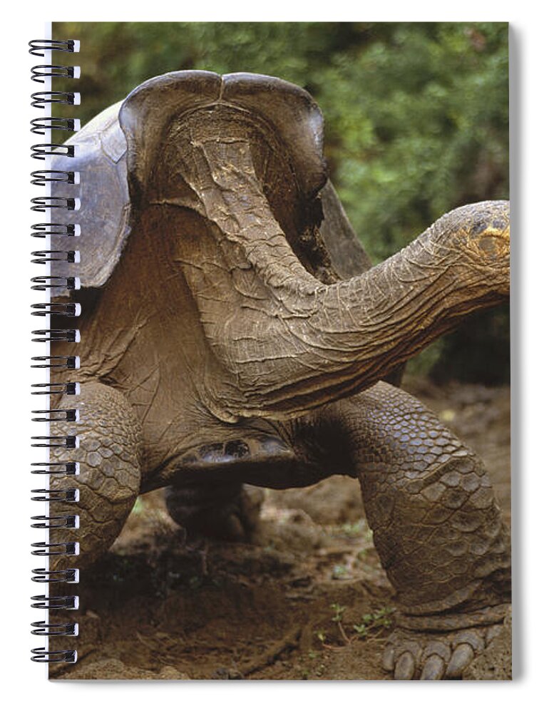 Feb0514 Spiral Notebook featuring the photograph Saddleback Galapagos Tortoise Male by Tui De Roy