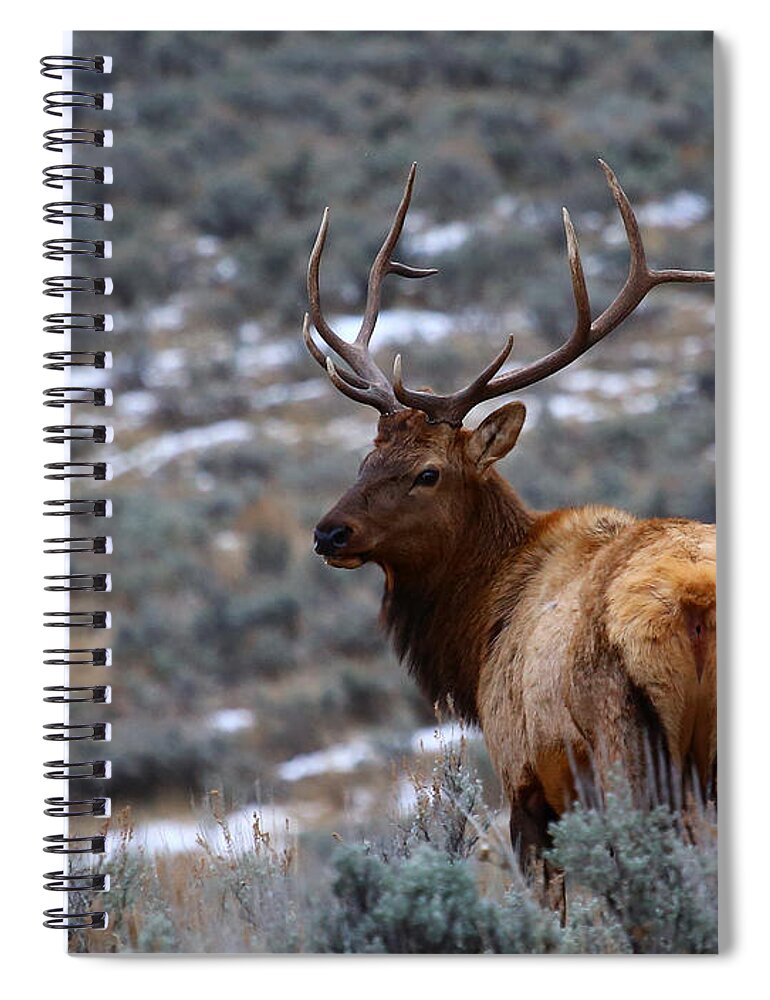 Elk Spiral Notebook featuring the photograph Sage Elk by Marty Fancy