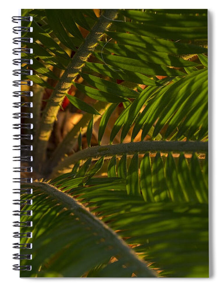 Palm Spiral Notebook featuring the photograph Sago Symmetry 1 by Scott Campbell