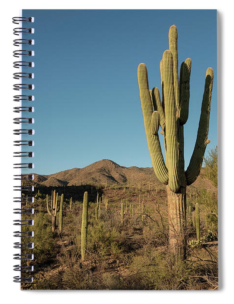 Saguaro Cactus Spiral Notebook featuring the photograph Saguaro Cactus by Steve Lewis Stock