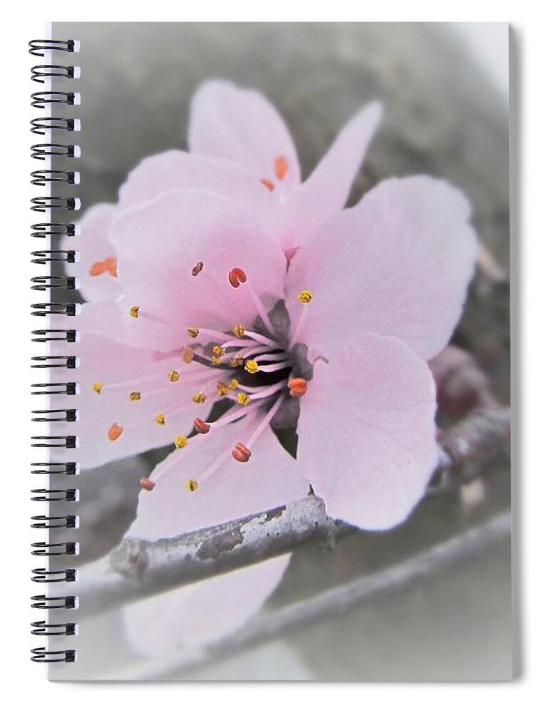 Sakura Spiral Notebook featuring the photograph Sakura Blossom by Marianna Mills