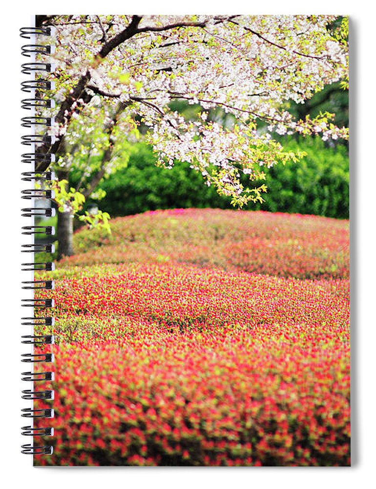 Scenics Spiral Notebook featuring the photograph Sakura Vs. Azaleas by Nmt Photography