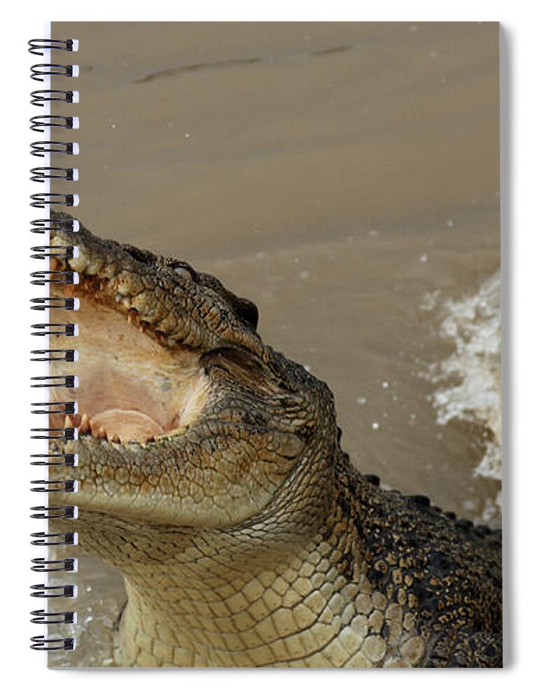  Salt Water Crocodile Spiral Notebook featuring the photograph Salt Water Crocodile 2 by Bob Christopher