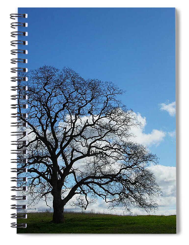 Tree Spiral Notebook featuring the photograph Same Tree Many Skies 11 by Robert Woodward