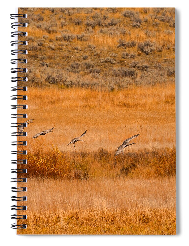 Birds Spiral Notebook featuring the photograph Sand Hill Cranes at Slough Creek Yellowstone by Brenda Jacobs