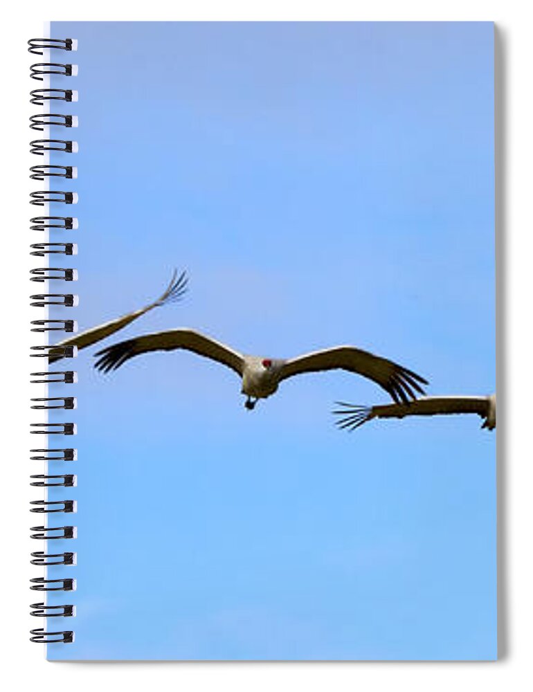 Sandhill Cranes Spiral Notebook featuring the photograph Sandhill Crane Flight Pattern by Michael Dawson