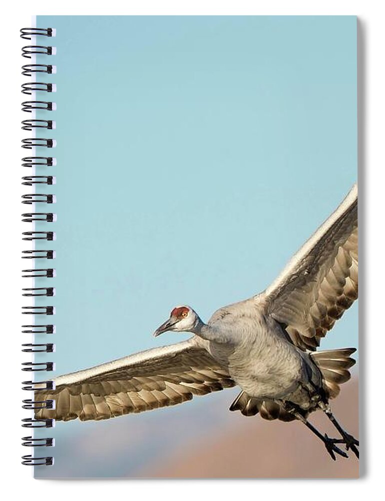 Animal Themes Spiral Notebook featuring the photograph Sandhill Crane In Flight by D Williams Photography
