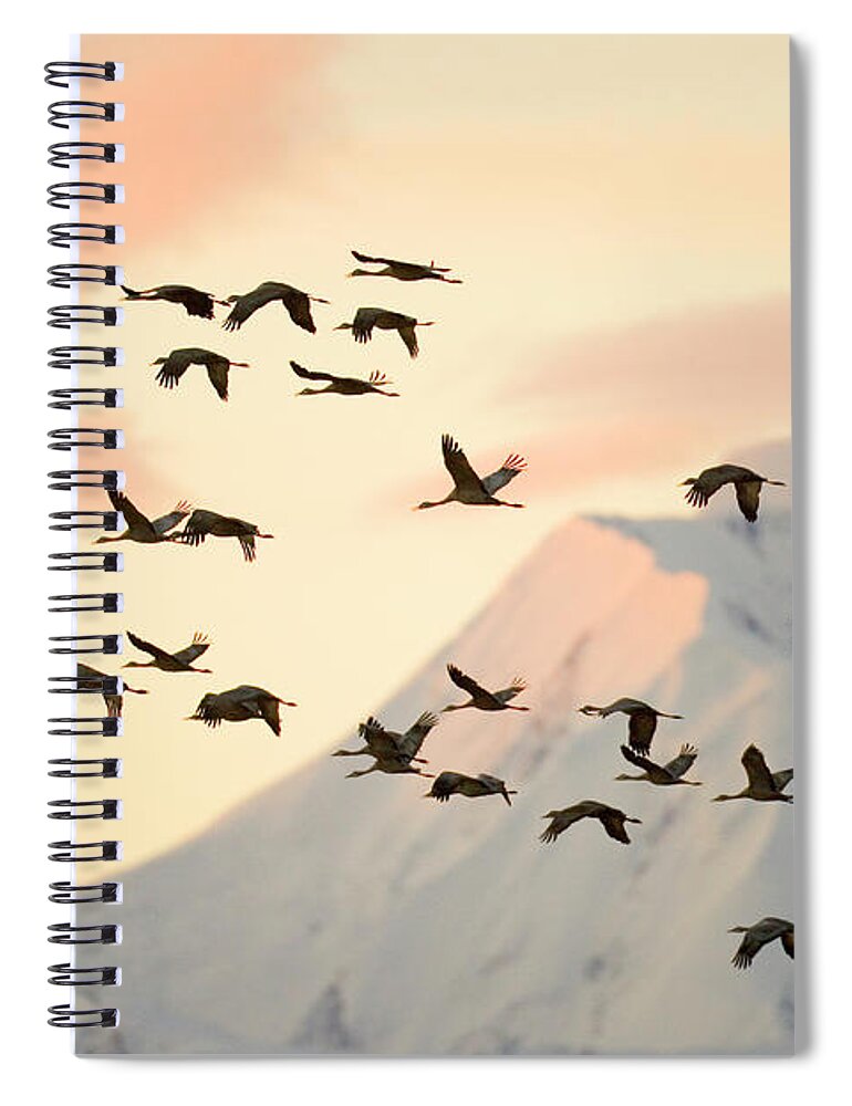 00345404 Spiral Notebook featuring the photograph Sandhill Cranes And Mt Denali At Sunrise by Yva Momatiuk John Eastcott