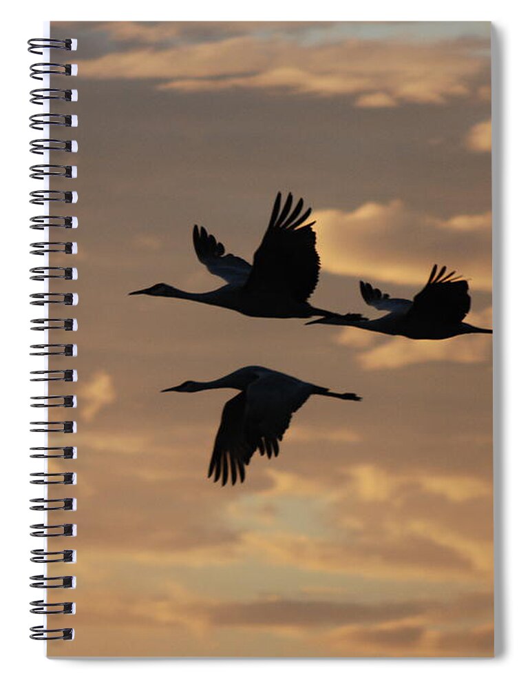 Sandhill Cranes Spiral Notebook featuring the photograph Sandhill Cranes No. 1 by John Greco