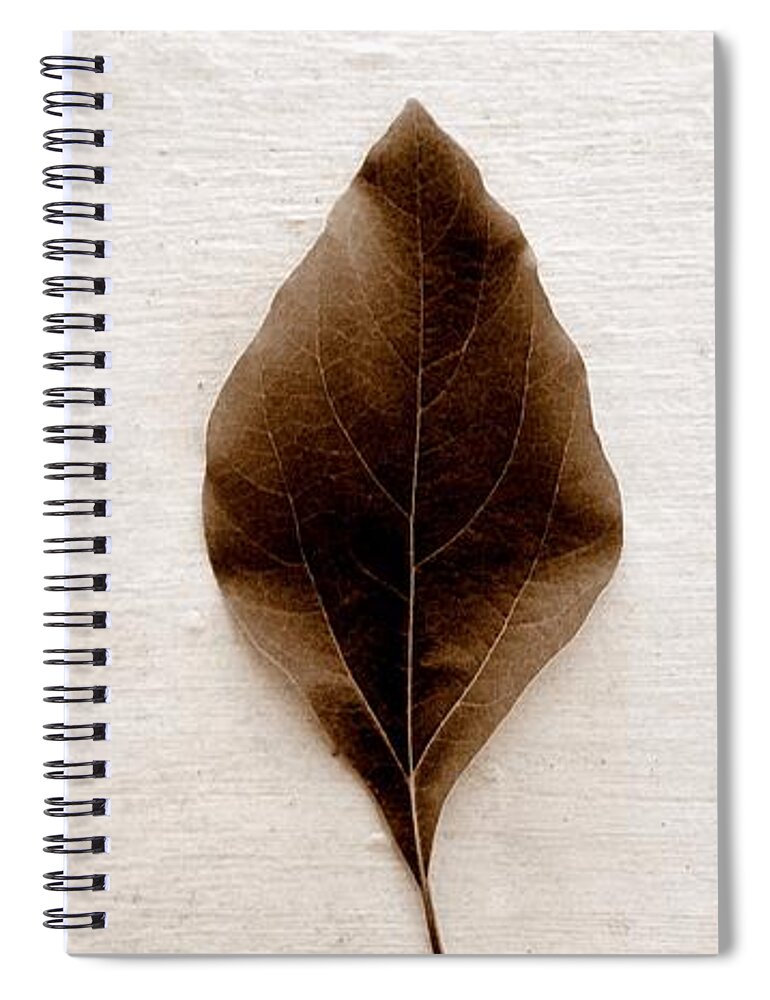 Sassafras Leaf Spiral Notebook featuring the photograph Sassafras Leaves in Sepia by Michelle Calkins