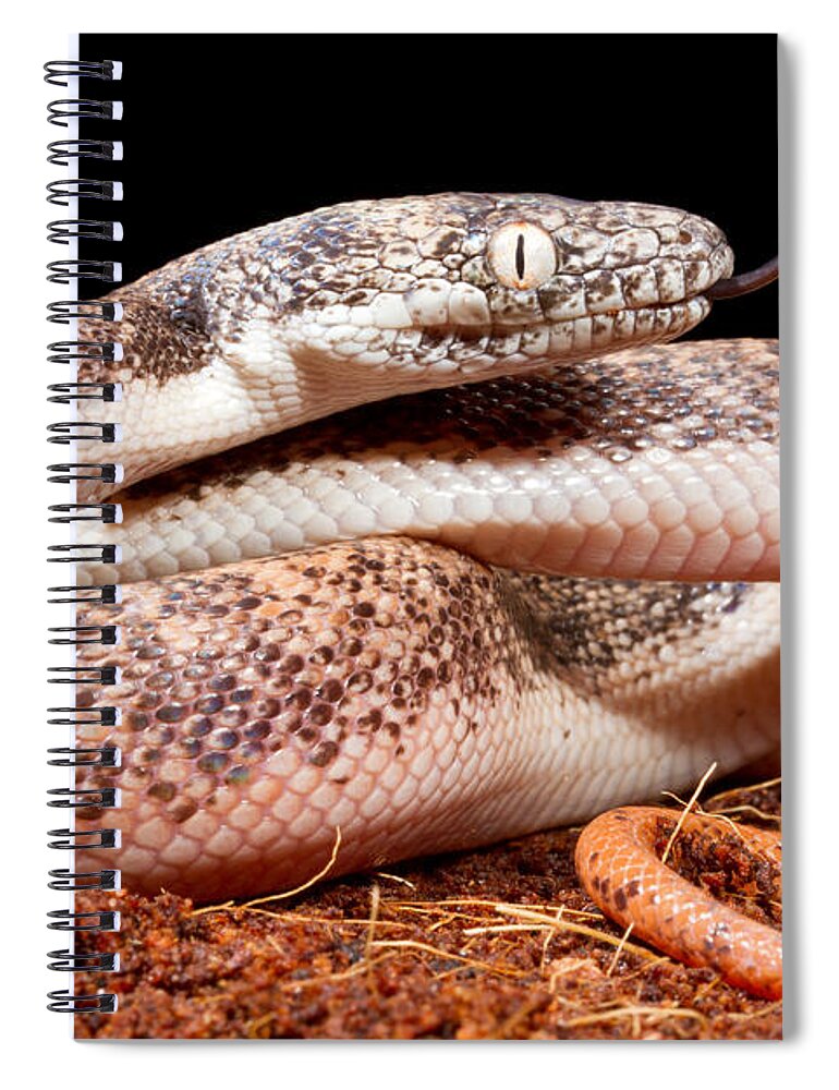 Savu Island Python Spiral Notebook featuring the photograph Savu Python In Defensive Posture by David Kenny