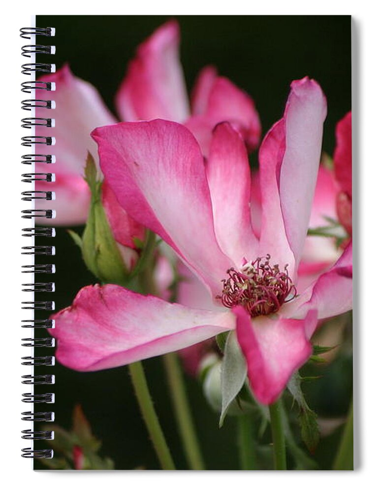 Roses Spiral Notebook featuring the photograph Saying Goodbye To Summer by Living Color Photography Lorraine Lynch