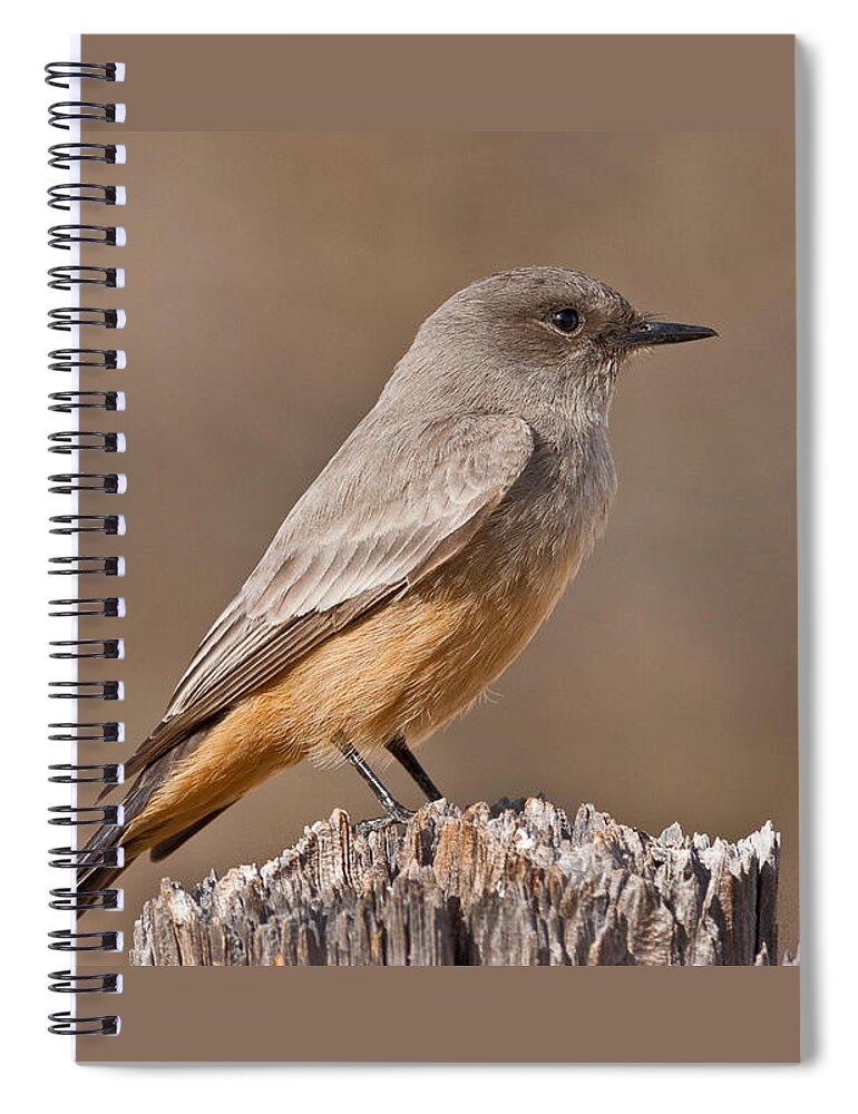 Animal Spiral Notebook featuring the photograph Say's Phoebe on a Fence Post by Jeff Goulden