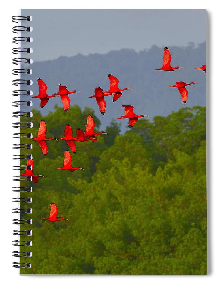 Scarlet Ibis Spiral Notebook featuring the photograph Scarlet Ibis by Tony Beck