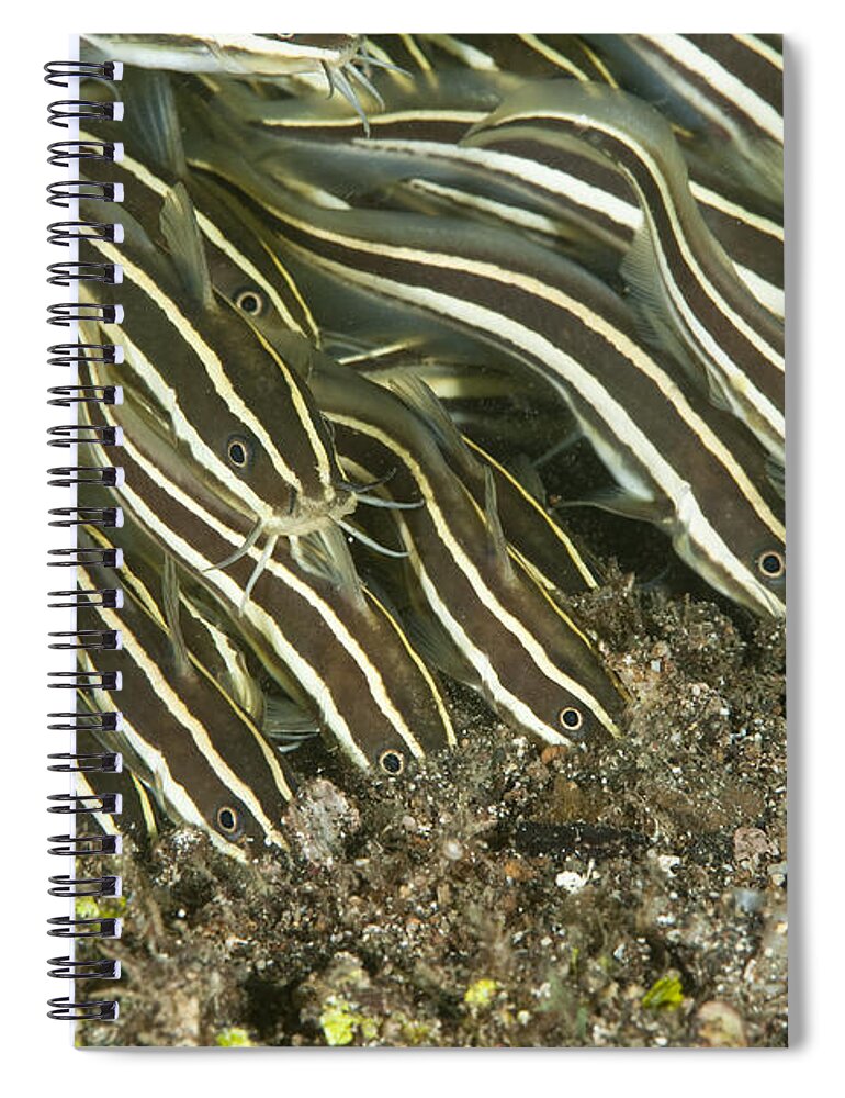 Striped Catfish Spiral Notebook featuring the photograph School Of Striped Catfish by Andrew J. Martinez