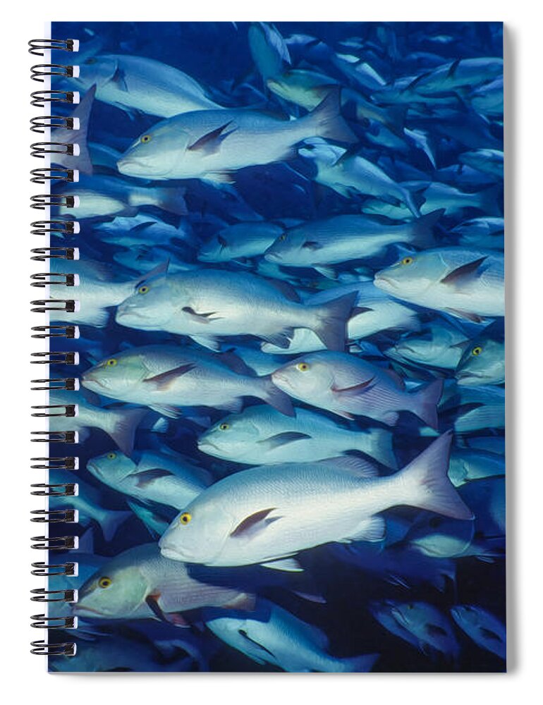 Abundance Spiral Notebook featuring the digital art Schooling Fish by Roy Pedersen
