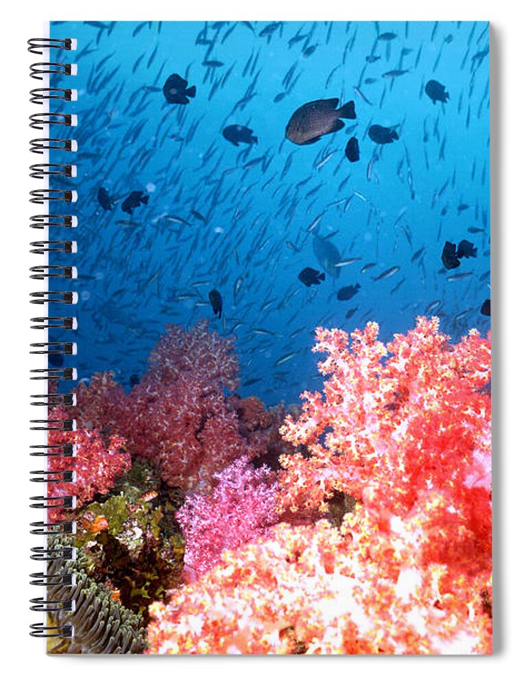 Andaman Sea Spiral Notebook featuring the photograph Schools Of Tropical Fish by Greg Ochocki