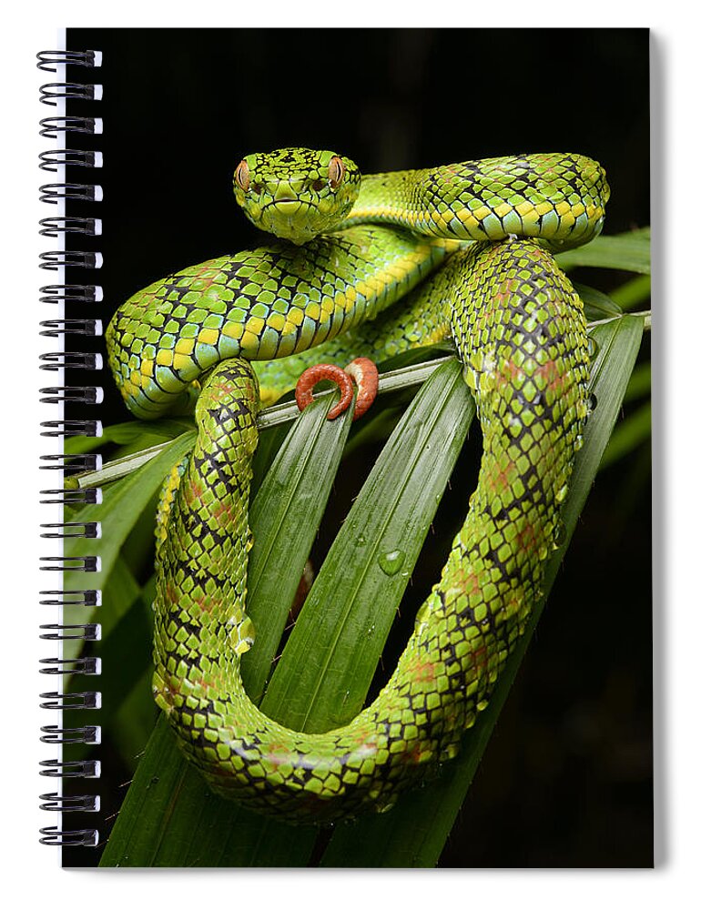 Ch'ien Lee Spiral Notebook featuring the photograph Schultz Pit Viper Palawan Isl by Ch'ien Lee