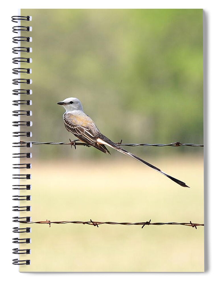 Flycatcher Spiral Notebook featuring the photograph Scissor-tailed Flycatcher by Frank Madia