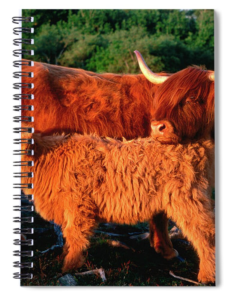 Shadow Spiral Notebook featuring the photograph Scottish Highland Cattle Cow With Calf by Anders Blomqvist