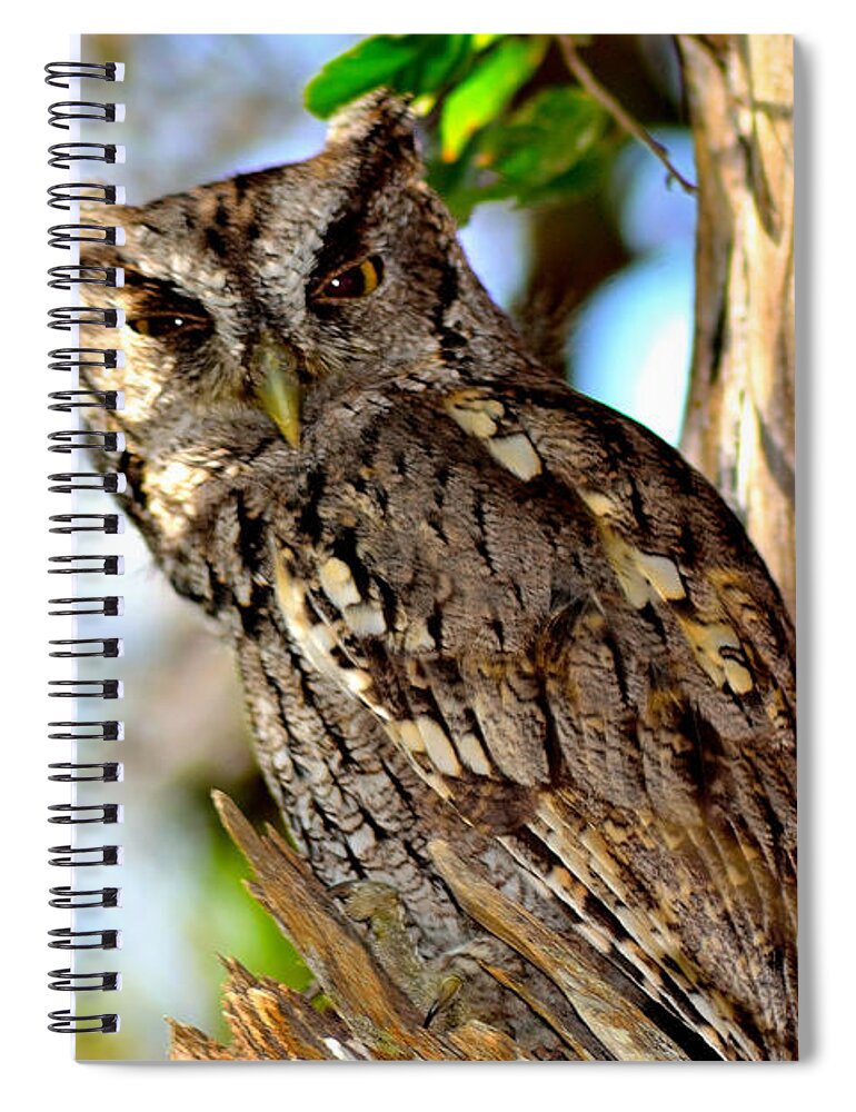 Owl Spiral Notebook featuring the photograph Screech Owl by Shannon Harrington
