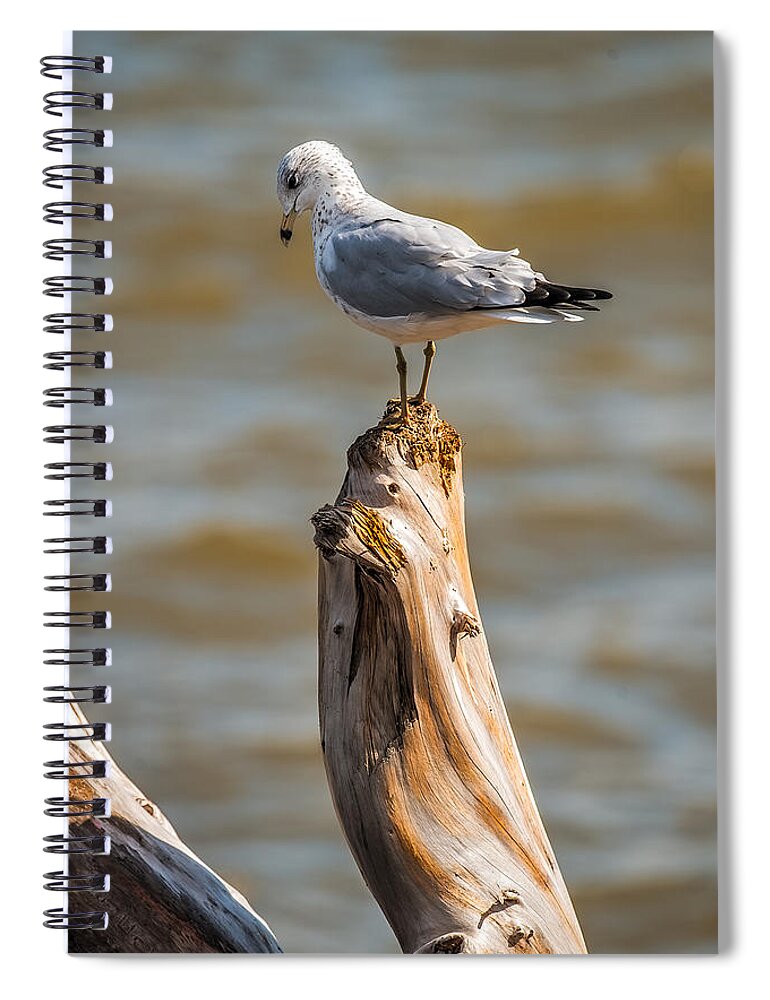Gull Spiral Notebook featuring the photograph Sea gull On Driftwood by Paul Freidlund