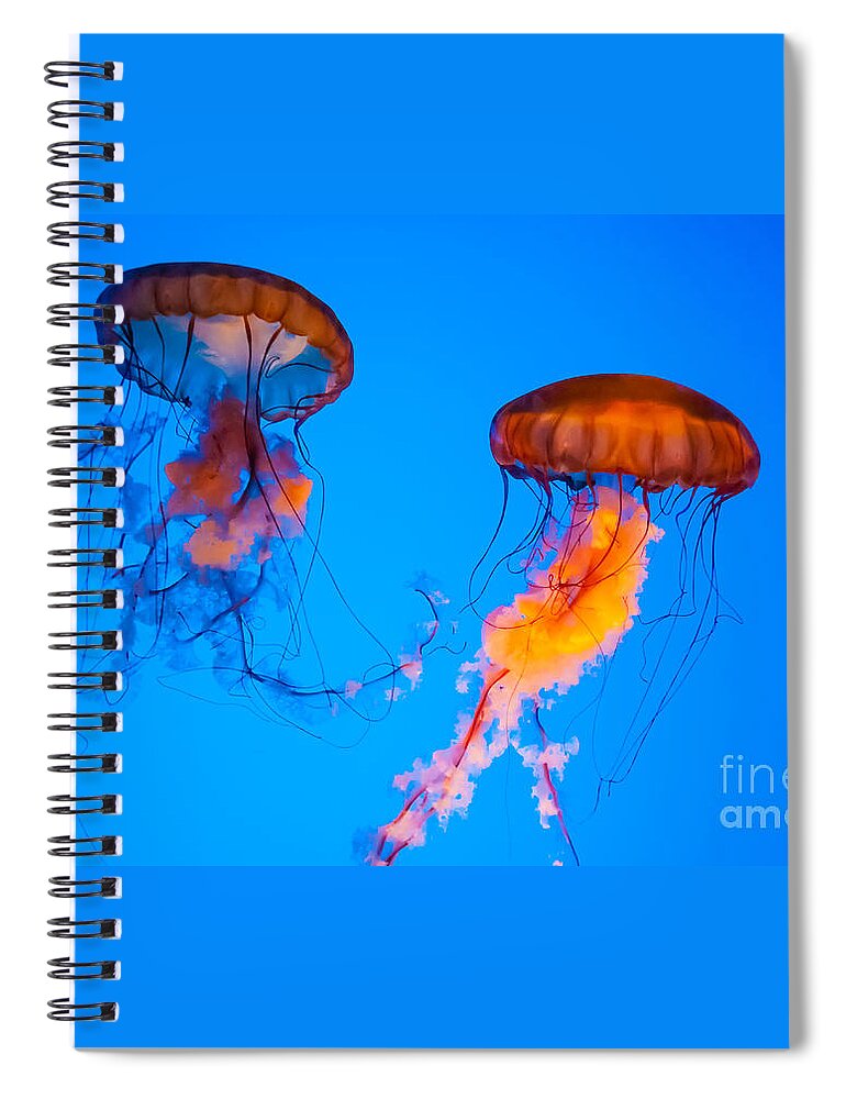 Jellyfish Spiral Notebook featuring the photograph Sea Nettles by Anthony Sacco