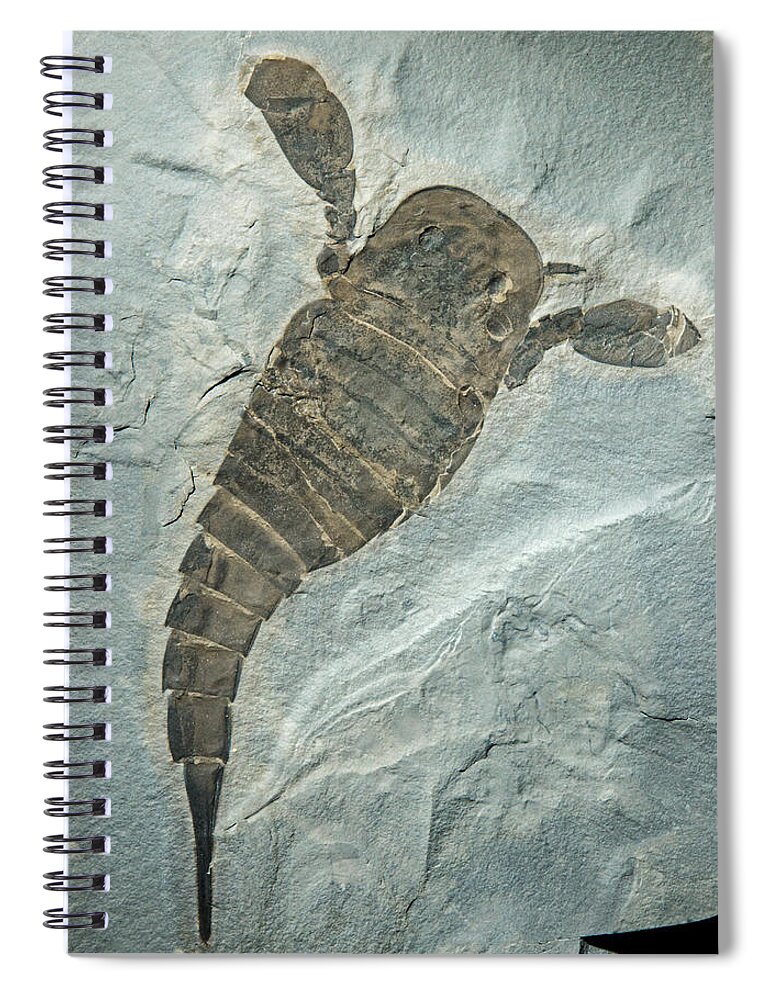 Nature Spiral Notebook featuring the photograph Sea Scorpion Fossil by Millard H. Sharp