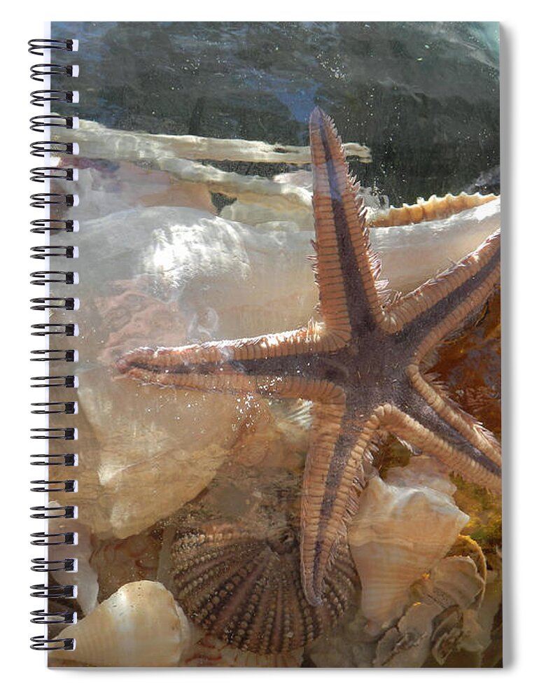 Shells Spiral Notebook featuring the photograph Sea Treasures by Deborah Ferree