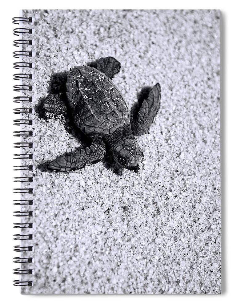 Los Cabos Spiral Notebook featuring the photograph Sea Turtle in Black and White by Sebastian Musial