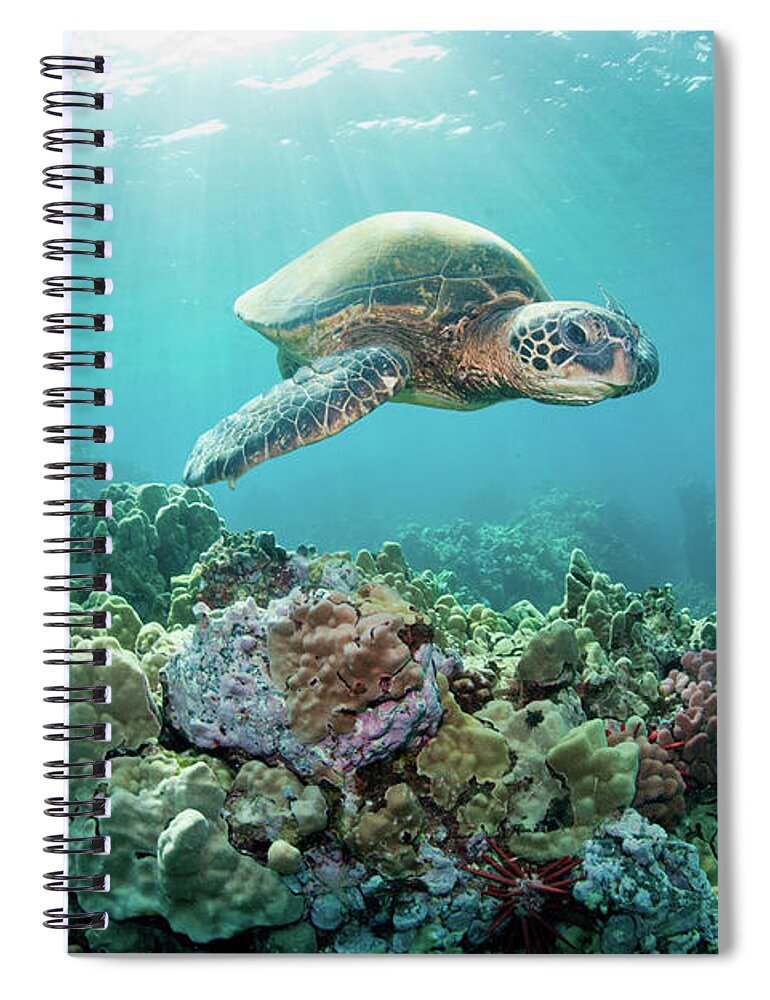 Underwater Spiral Notebook featuring the photograph Sea Turtle Light Reef by M Swiet Productions