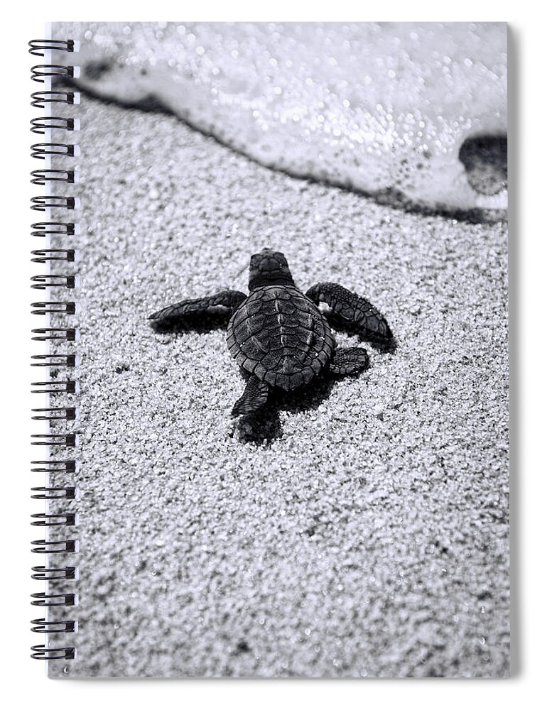 Baby Loggerhead Spiral Notebook featuring the photograph Sea Turtle by Sebastian Musial