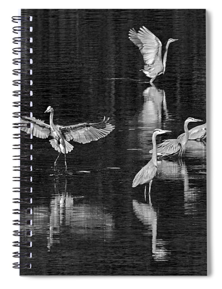 Seabeck Herons Spiral Notebook featuring the photograph Seabeck Herons by Wes and Dotty Weber
