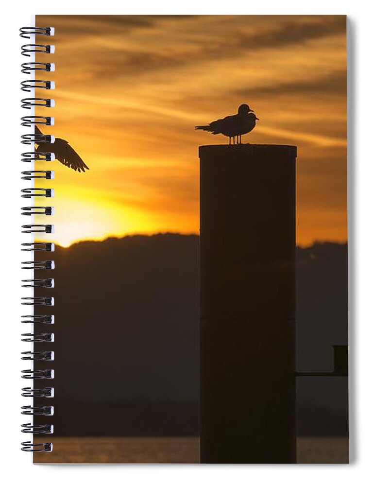 Seagull Spiral Notebook featuring the photograph Seagull in the Sunset by Chevy Fleet