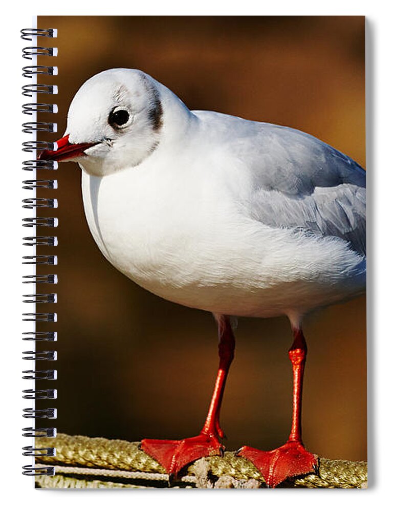 Closeup Spiral Notebook featuring the photograph Seagull on a wire by Nick Biemans