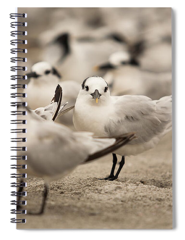 Birds Spiral Notebook featuring the photograph Seagulls by Raul Rodriguez