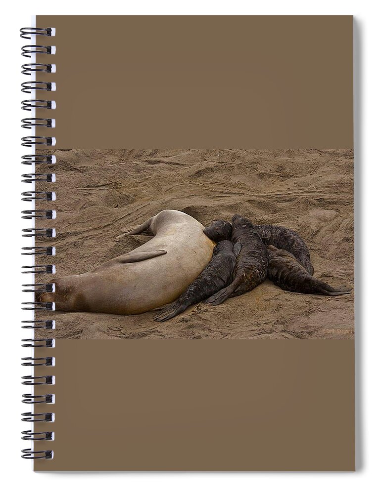 Beach Spiral Notebook featuring the photograph Seal and Pups by Beth Sargent