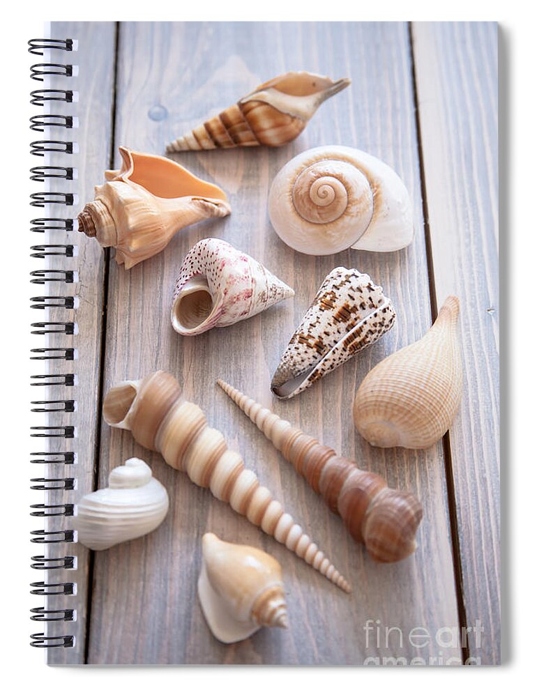 Seashell Spiral Notebook featuring the photograph Seashell Collection by Jan Bickerton