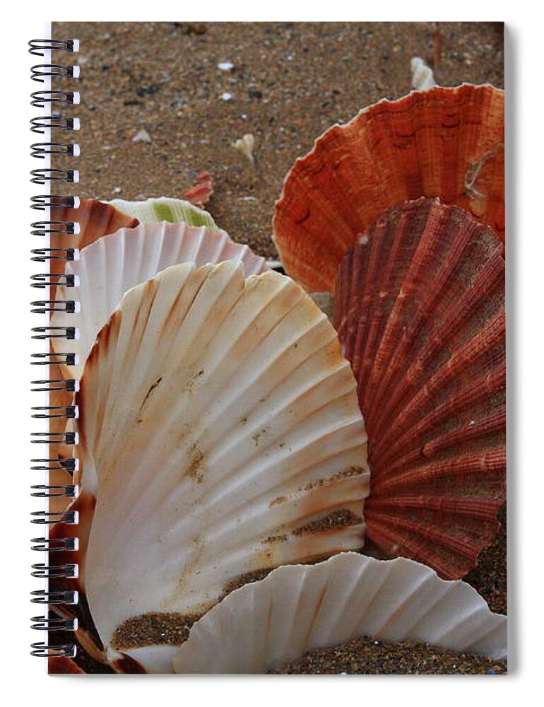 Shells Spiral Notebook featuring the photograph Seashell Sail by Aidan Moran